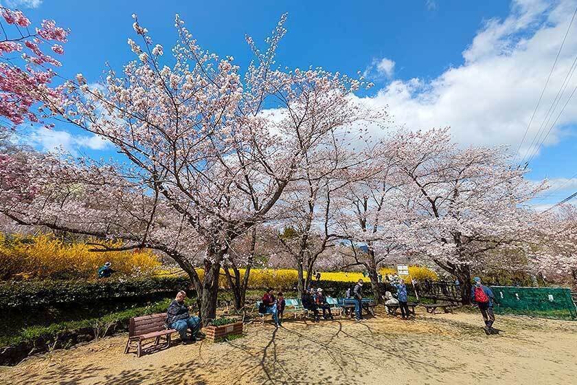 🏞️ 후쿠시마 공항 공원 (후쿠시마 쿠코 코엔) 이미지 10